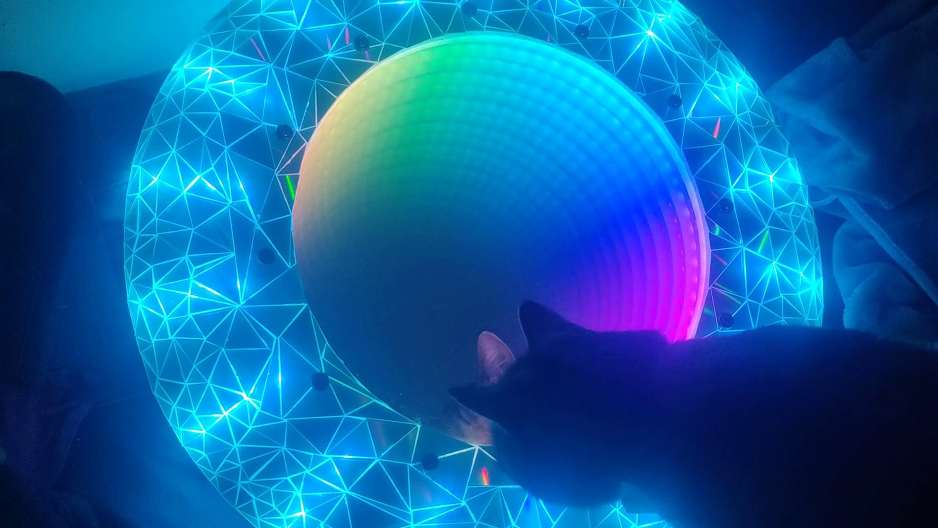 Shield and cat